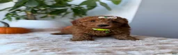 Mini Goldendoodle dogs for sale: Tiffany - Ad 7