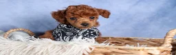 Toy Poodle dogs for sale: Tino - Ad 5