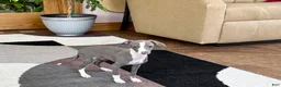 Italian Greyhound dogs for sale: Italian Greyhound 3 blue girl  - Ad 11