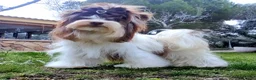 Biewer Terrier dogs for sale: Biewer Terrier 3 - Ad 5