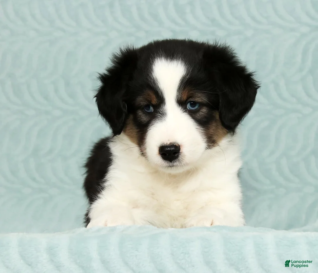 Australian Shepherd dogs for sale: Buddy - Ad 4