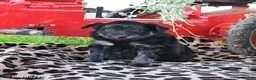 Pomapoo dogs for sale: Oreo - Ad 1