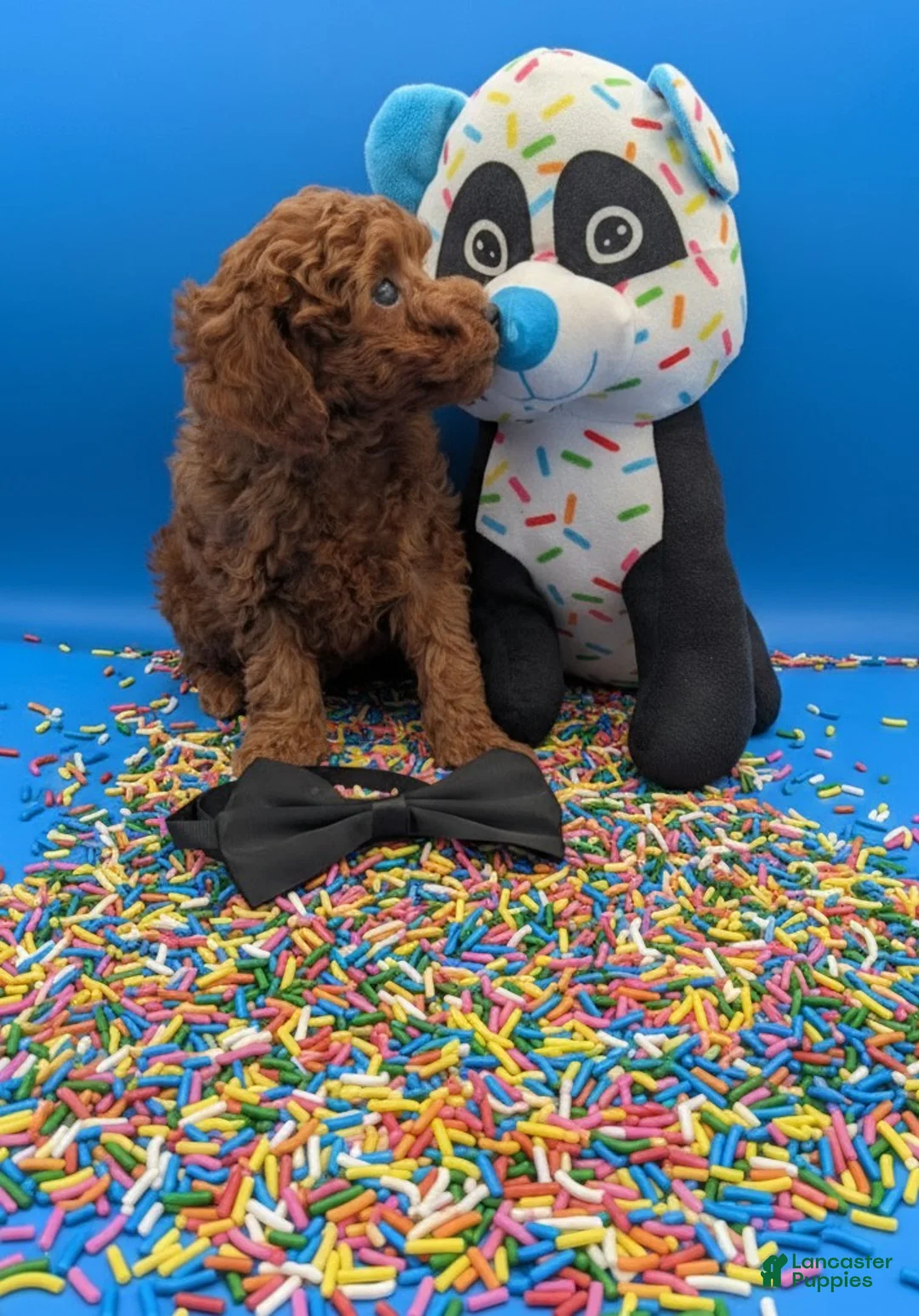 Toy Poodle dogs for sale: Oliver 🖤 - Ad 11