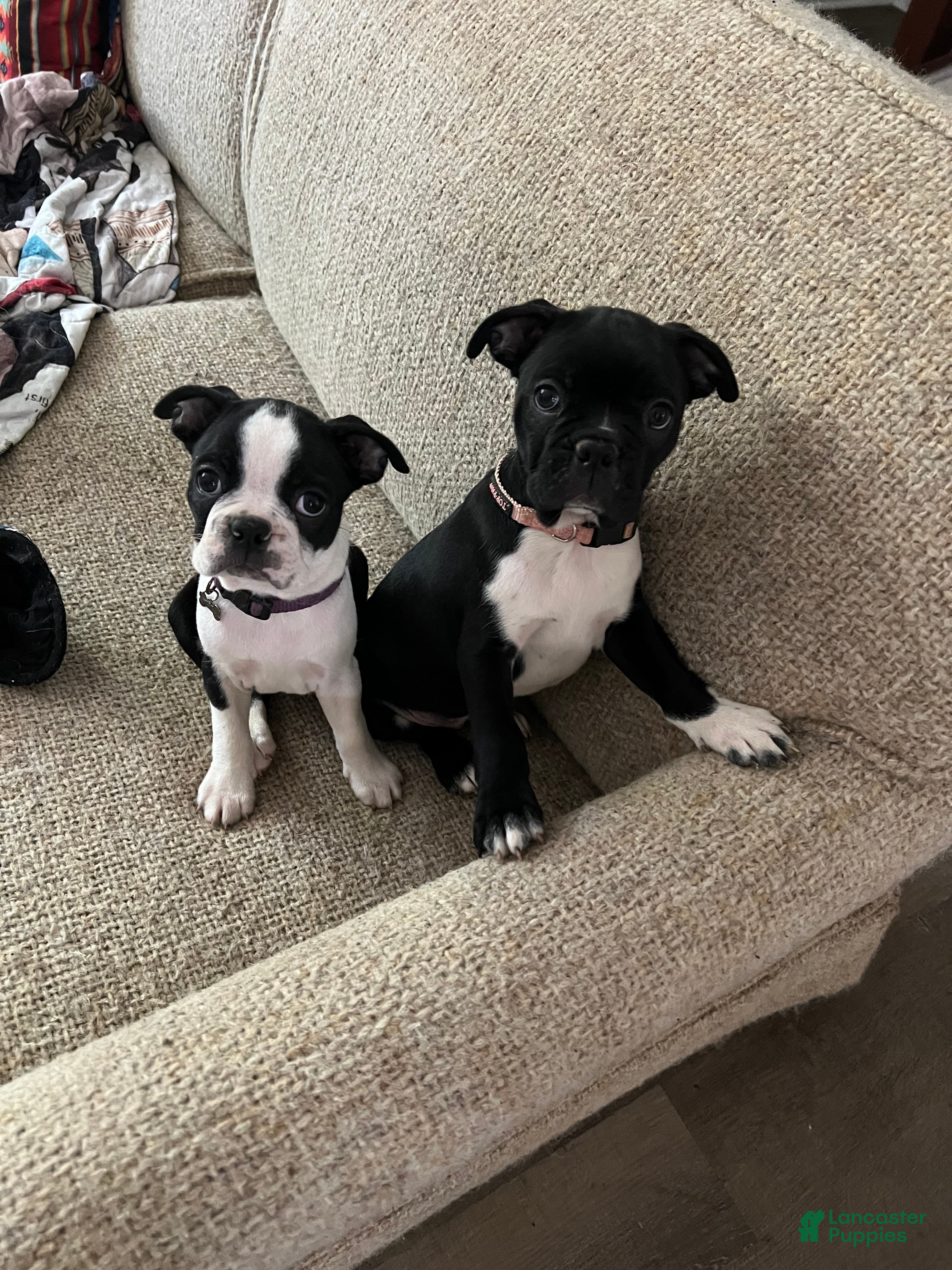 Boston Terrier dogs Boston Terrier 4 Lagertha - Ad 14