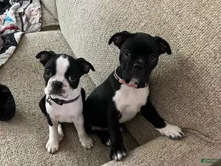 Boston Terrier dogs Boston Terrier 4 Lagertha - Ad 14