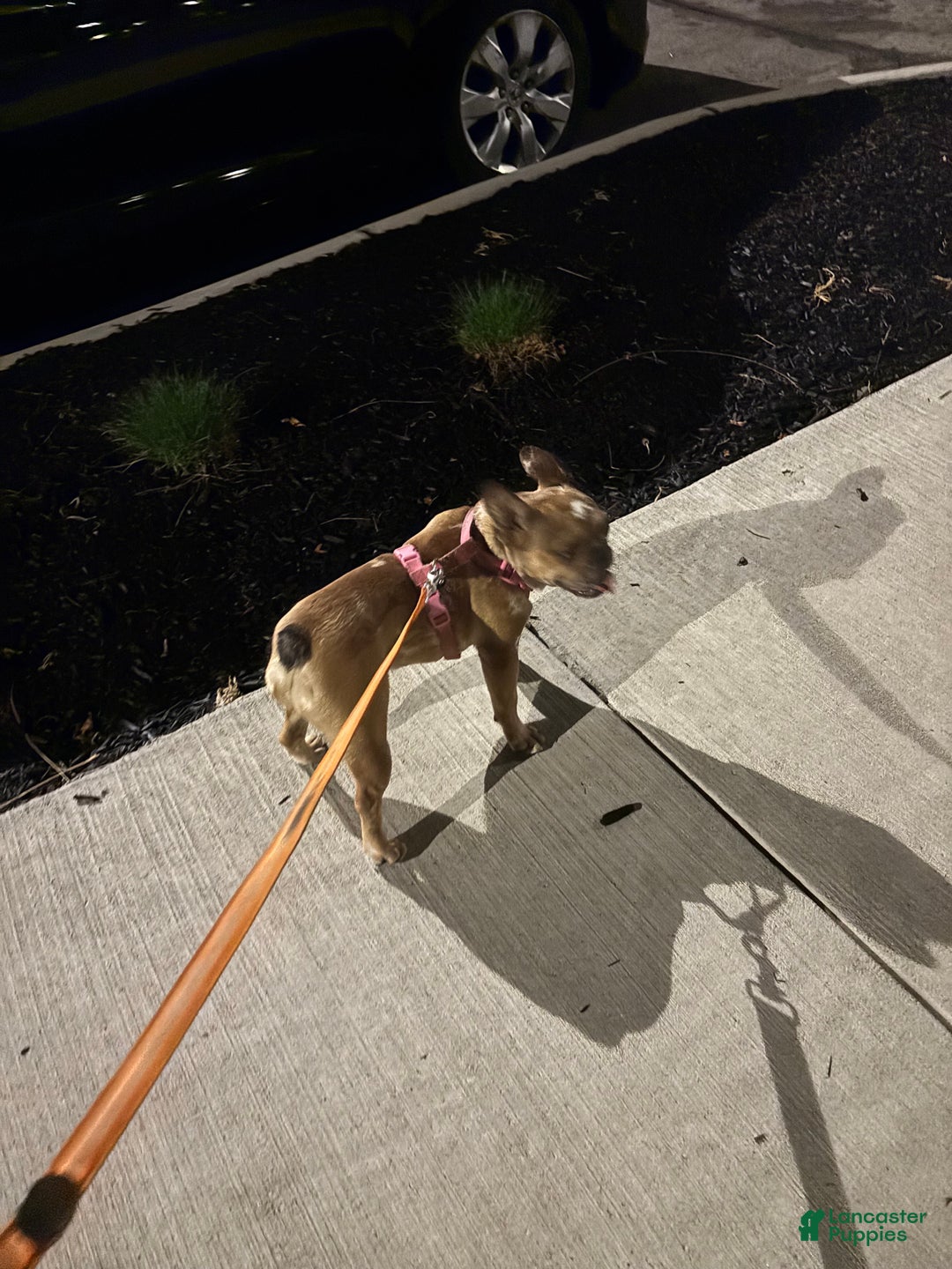 French Bulldog dogs for sale: Missy - Ad 6