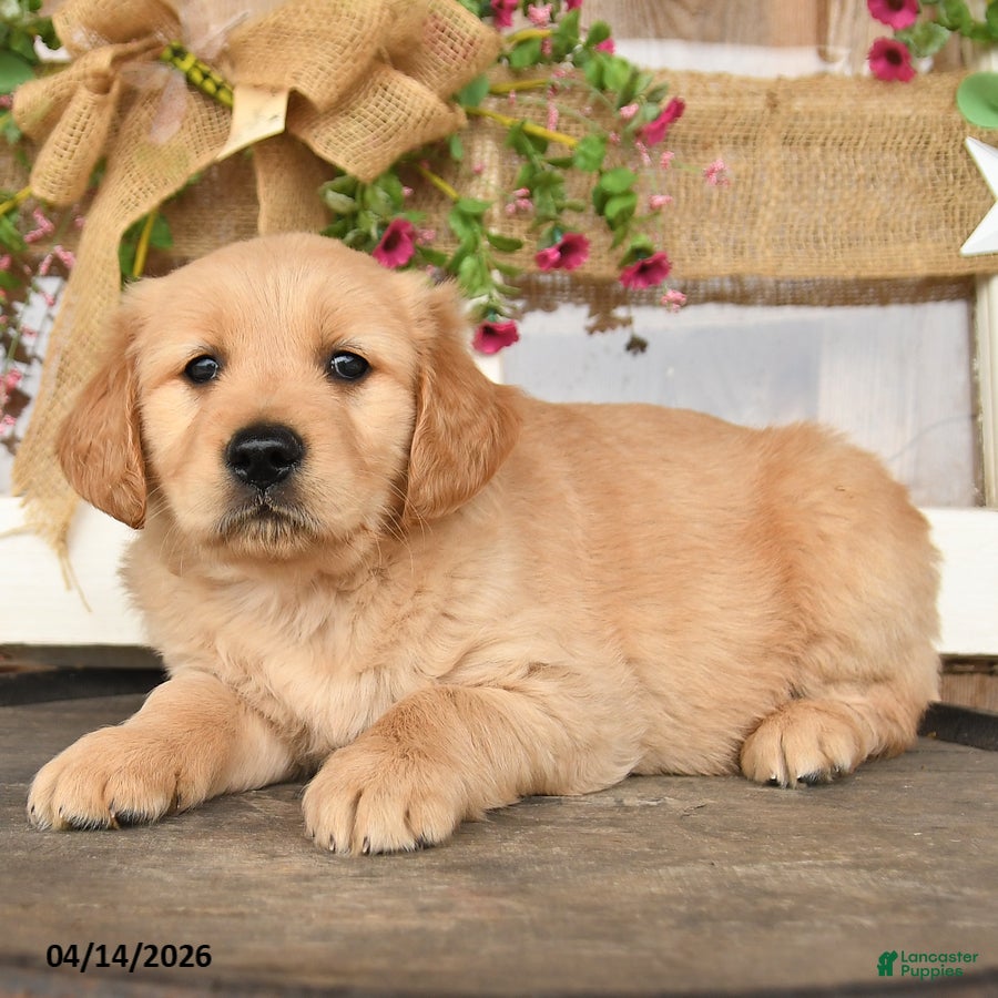 Golden Retriever dogs Lady - Ad 2