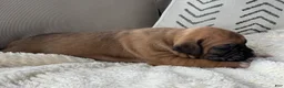 Boxer dogs for sale: Nova - Ad 3