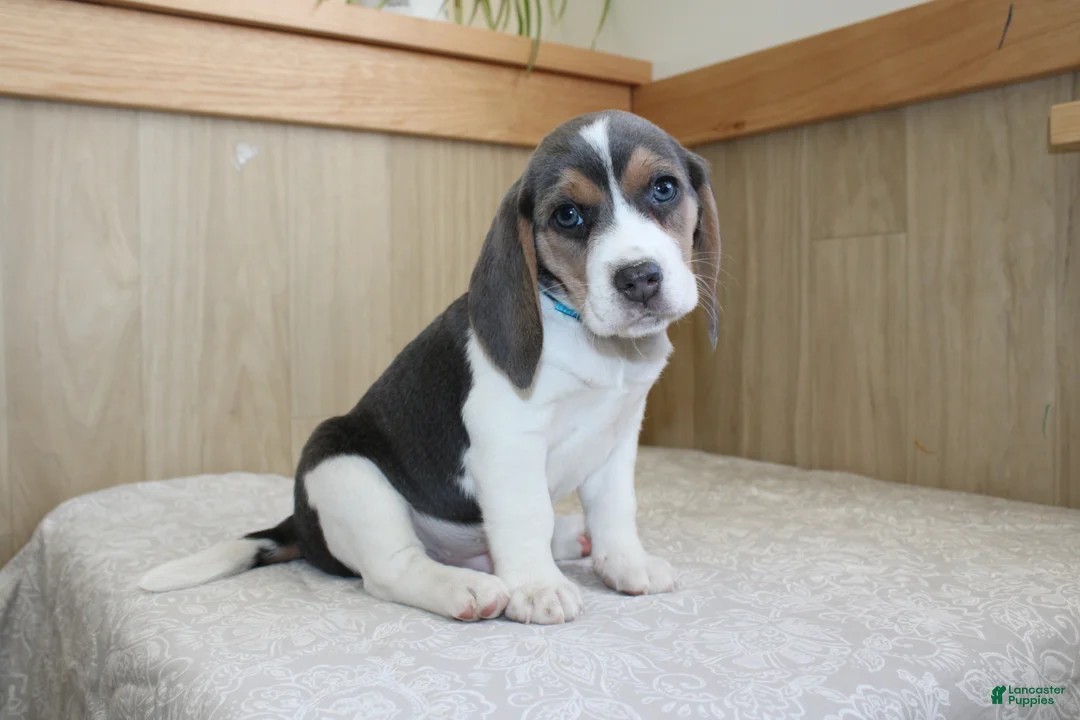Beagle dogs for sale: Vance - Ad 1