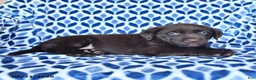 Labrador Retriever dogs for sale: Callie - Ad 3