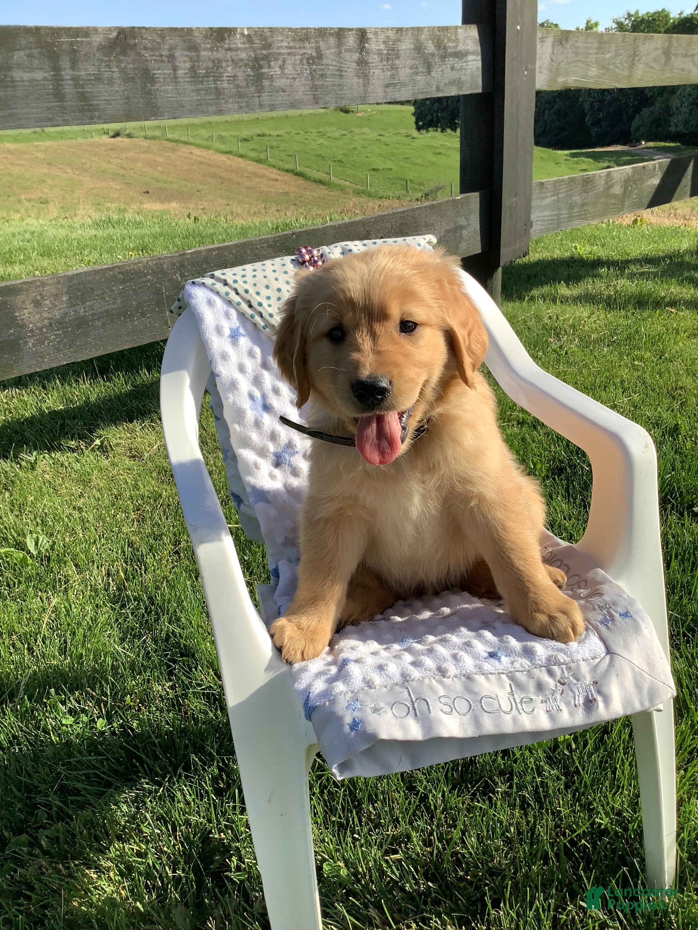 Golden Retriever dogs Golden Retriever -  Manny - Ad 2