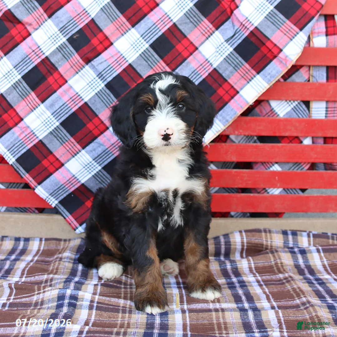 Mini Bernedoodle dogs for sale: Gabby - Ad 1