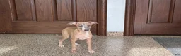 Italian Greyhound dogs for sale: Derek - Ad 8