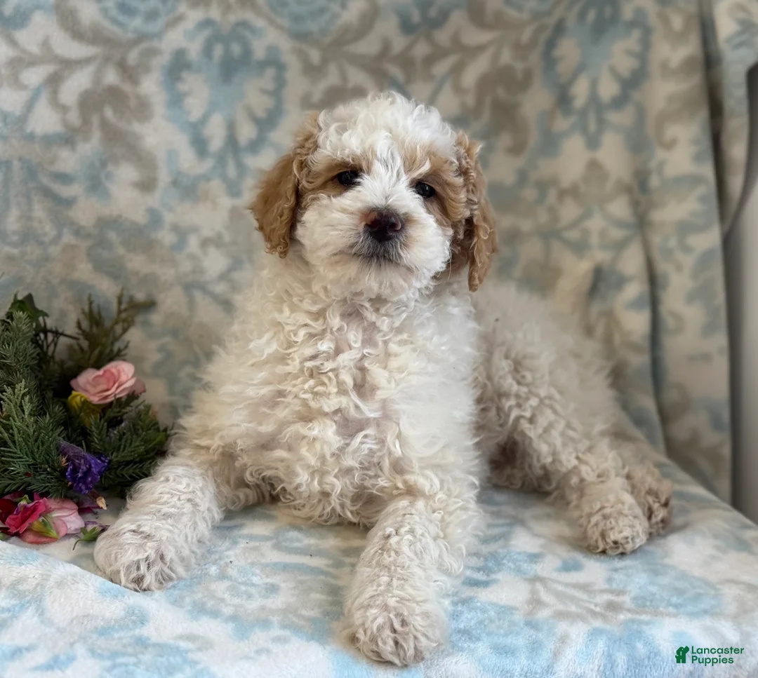 Mini Goldendoodle dogs for sale: Checkers - Ad 2