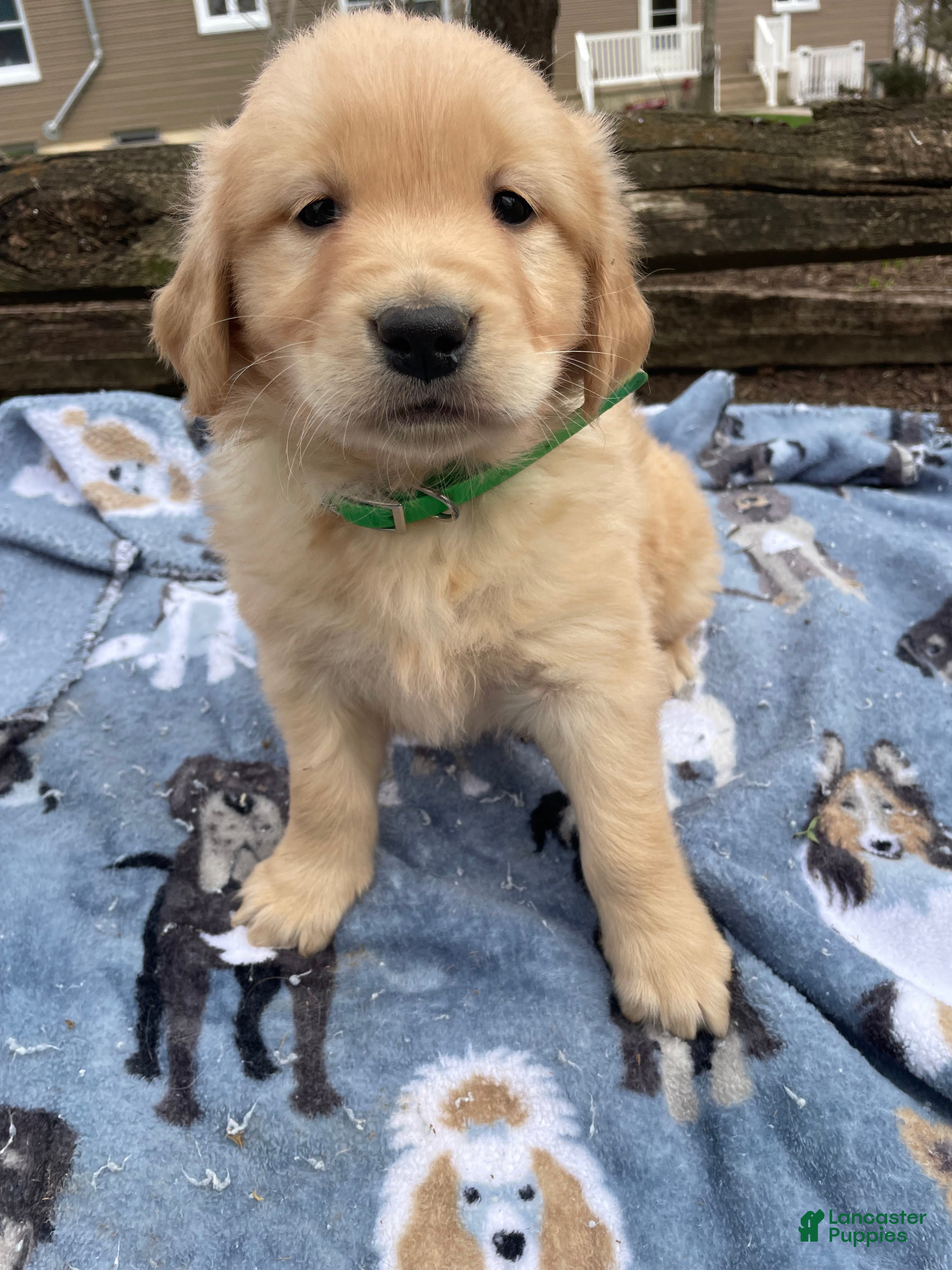 Golden Retriever dogs Jude - Ad 18