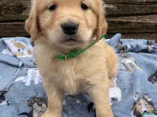 Golden Retriever dogs Jude - Ad 42