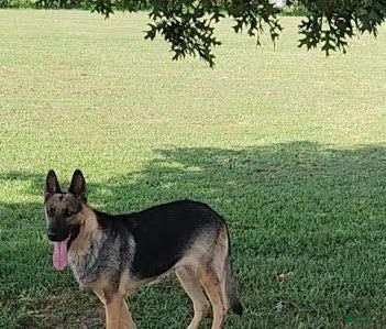 German Shepherd dogs Maverick - Ad 2
