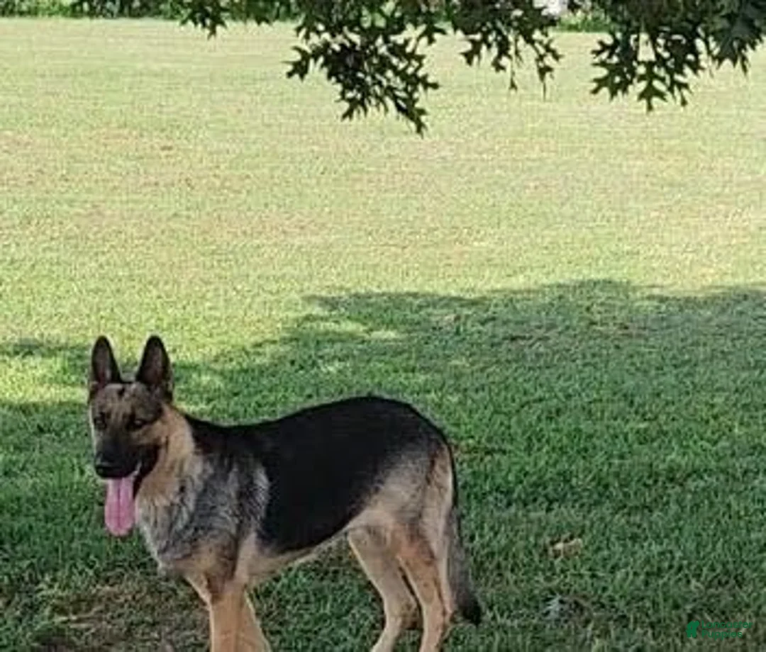 German Shepherd dogs for sale: Jodie - Ad 2