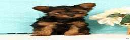 Yorkshire Terrier dogs for sale: Bella - Ad 6
