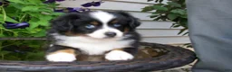 Miniature Australian Shepherd dogs for sale: Mindy - Ad 5
