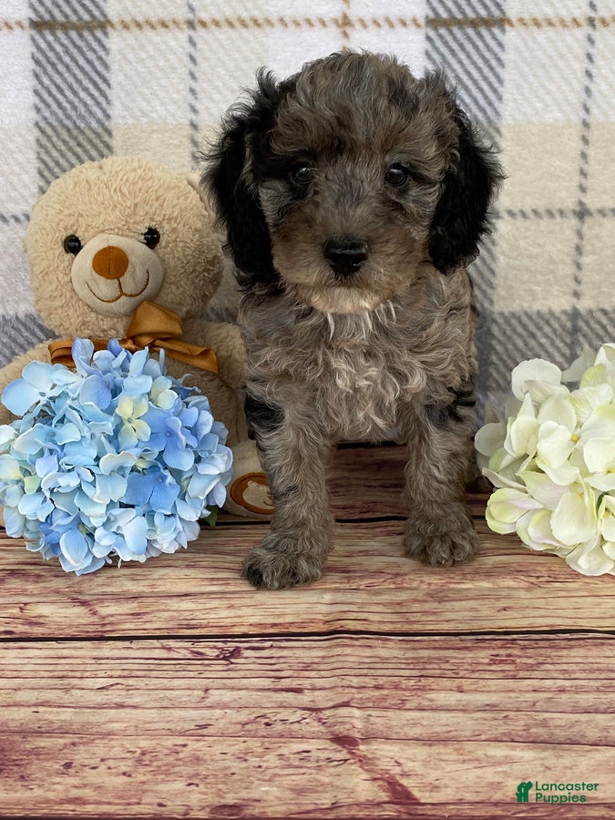 Miniature Labradoodle dogs Terry - Ad 1