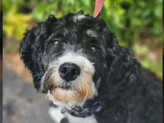 Mini Bernedoodle dogs Wilma - Ad 3