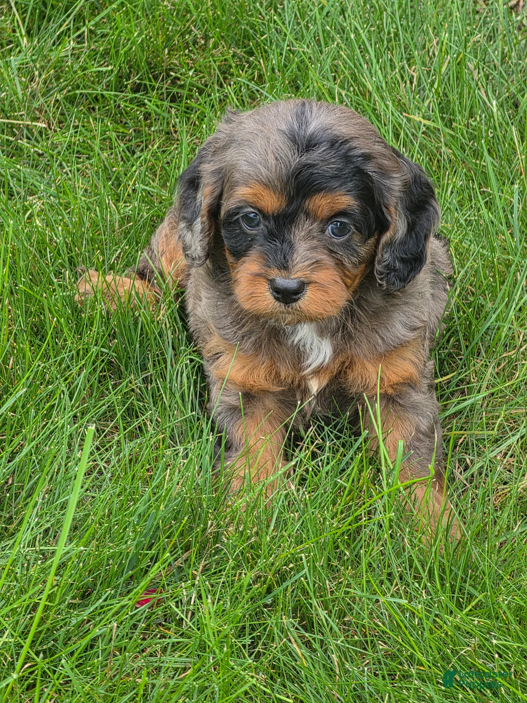 Cavapoo dogs for sale: Bella - Ad 4