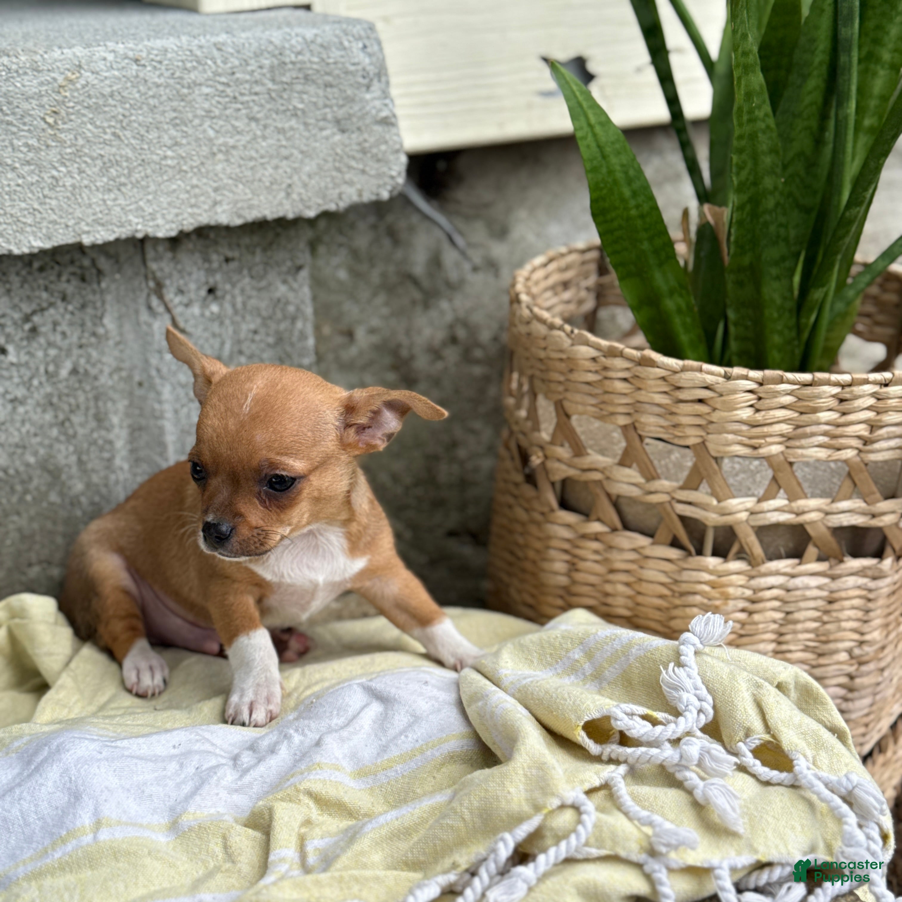 Chihuahua dogs Rover - Ad 2