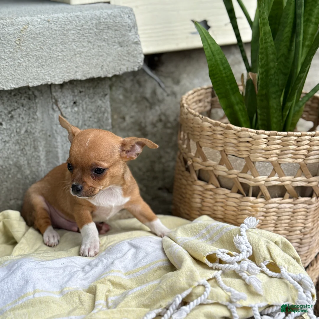 Chihuahua dogs for sale: Rover - Ad 2