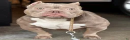 American Bully dogs for sale: American Bully 1 - Ad 4