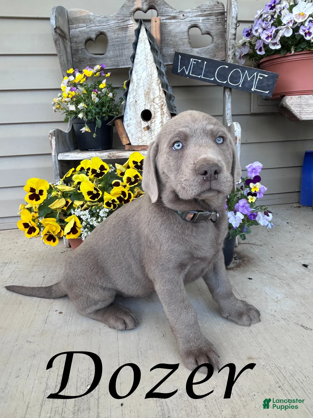 Labrador Retriever dogs for sale: Dozer - Ad 1