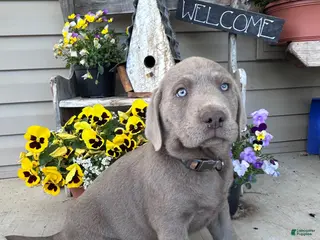 Labrador Retriever dogs for sale: Dozer - Ad 3