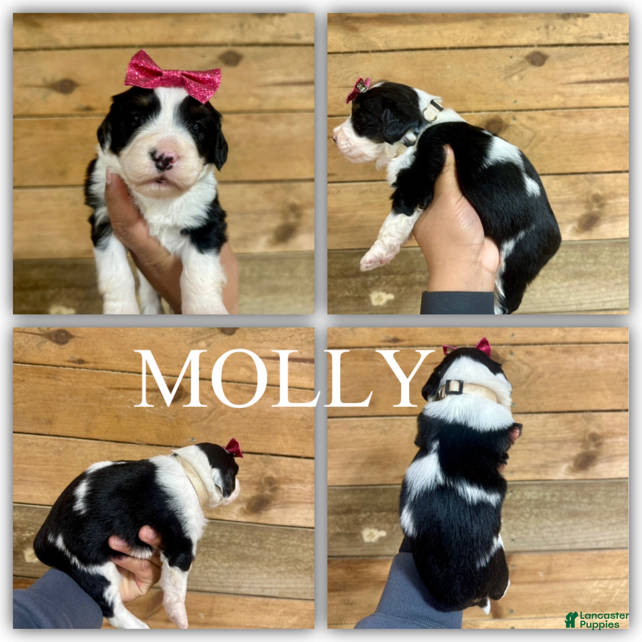 Mini Bernedoodle dogs Molly - Ad 18
