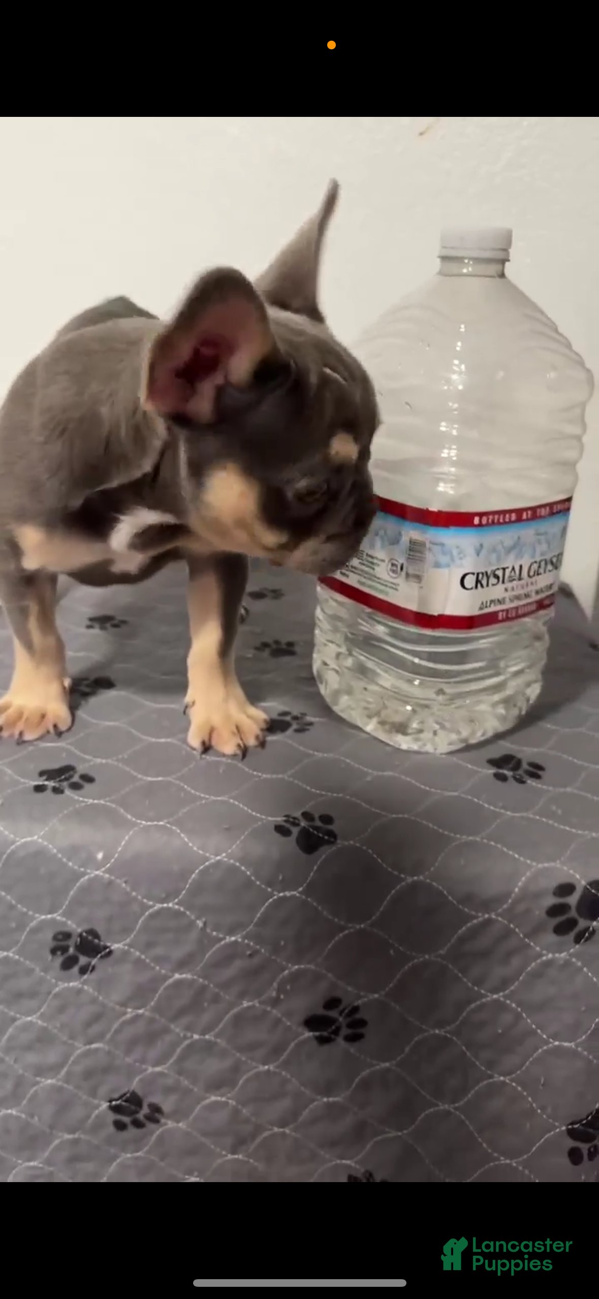 French Bulldog dogs French Bulldog Puppy 1 - Ad 19