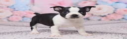 Boston Terrier dogs for sale: Hyacinth - Ad 3