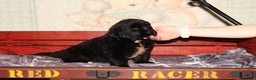 Newfoundland dogs for sale: Raven - Ad 4