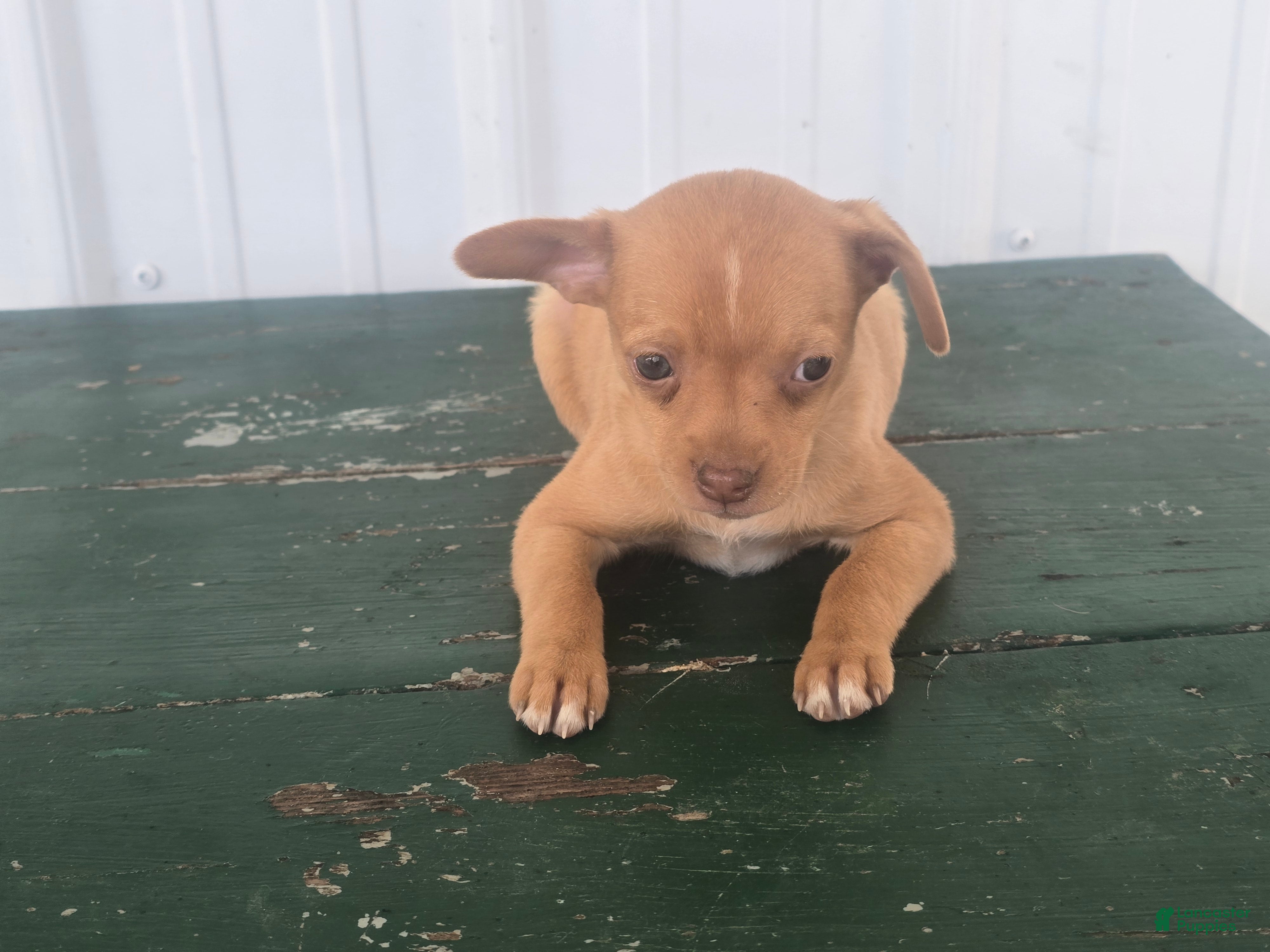 Chihuahua dogs Chihuahua Puppy 3 Mandi - Ad 1