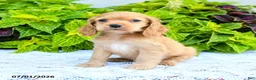 English Cocker Spaniel dogs for sale: Dawn - Ad 3