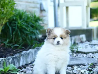 Pomeranian dogs for sale: Bubbles - Ad 2