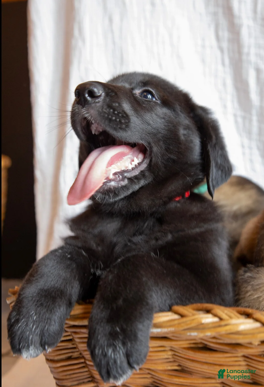 Mixed Breed dogs for sale: Oso - Ad 2