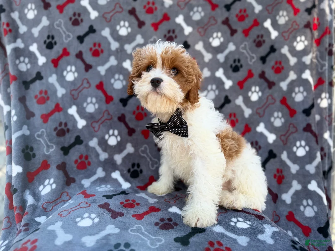 Cavapoo dogs for sale: Twix - Ad 2