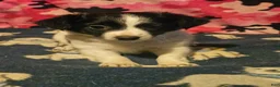 Chihuahua dogs for sale: Pearl - Ad 1