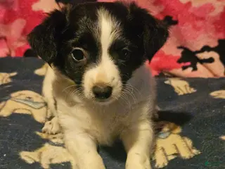 Chihuahua dogs Pearl - Ad 33
