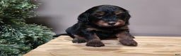 Mini Bernedoodle dogs for sale: Donner - Ad 8