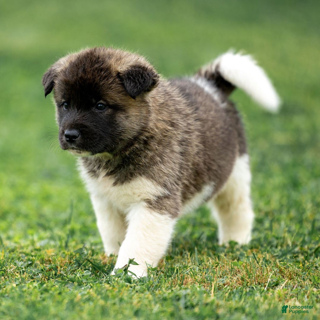 Akita dogs for sale: Pumpkin - Ad 6