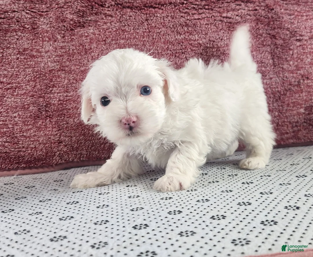 Maltipoo dogs for sale: Griffin - Ad 3