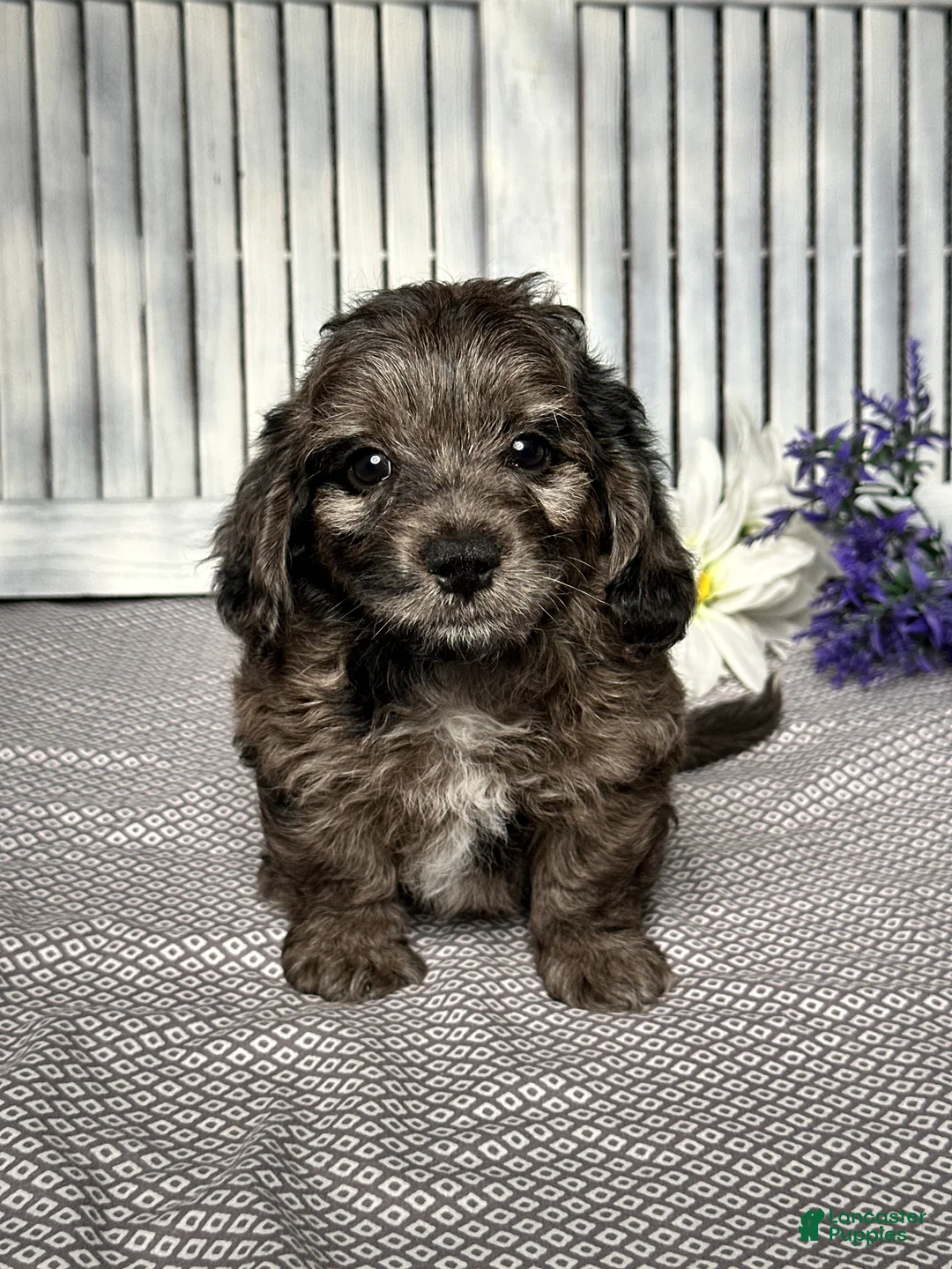 Mixed Breed dogs for sale: Wyatt - Ad 1