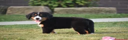 Bernese Mountain Dog dogs for sale: Maverick - Ad 5