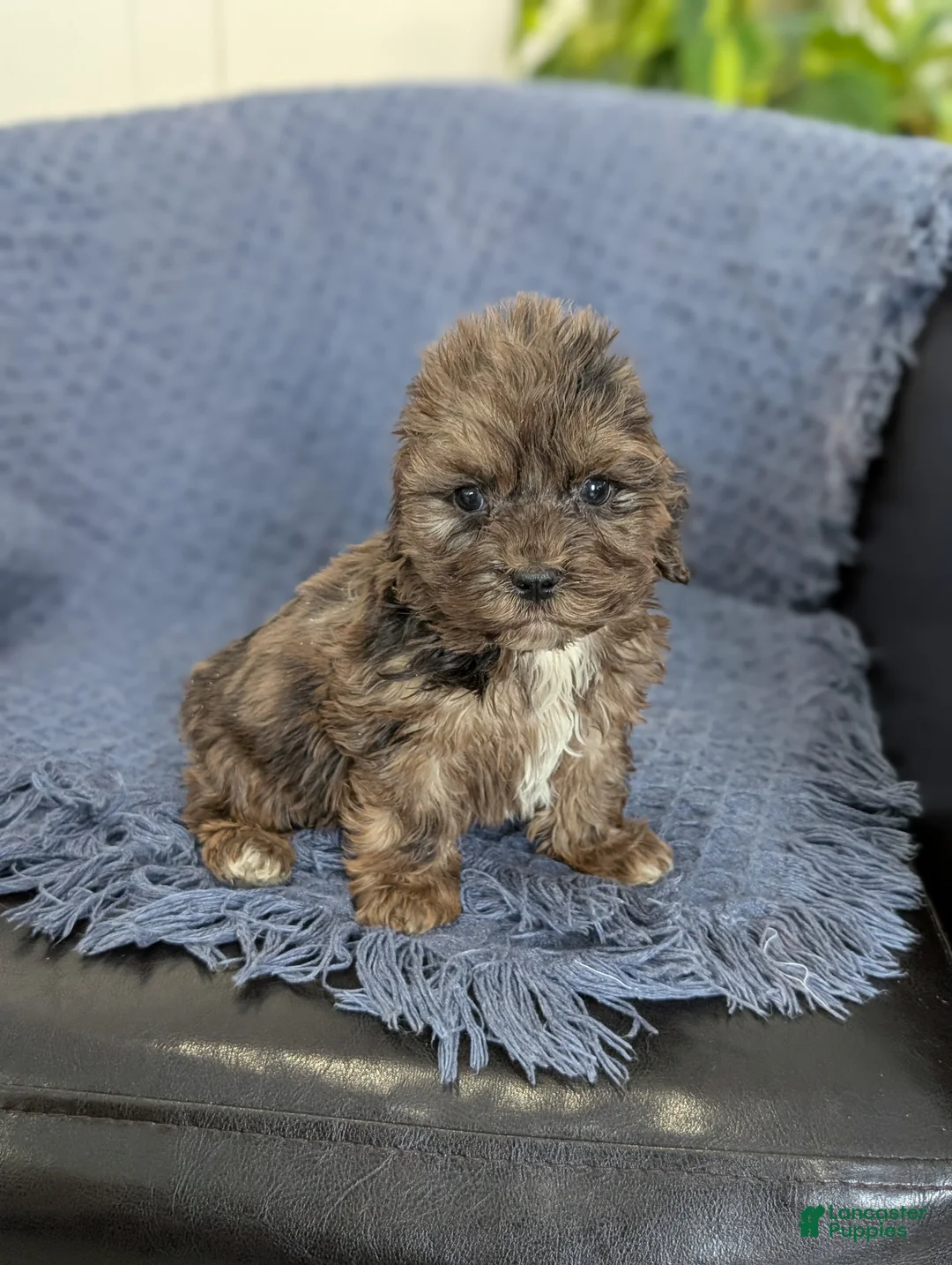 Cockapoo dogs for sale: Tiny Archie - Ad 3