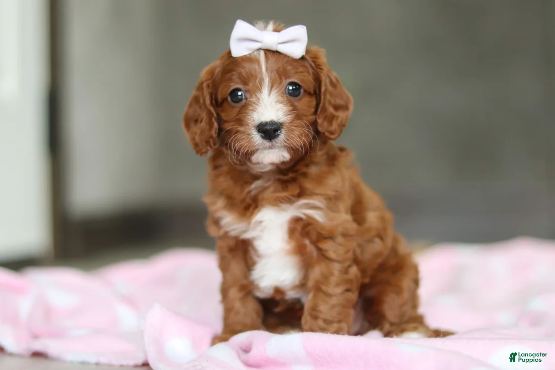Cavapoo dogs for sale: Roxy  - Ad 1